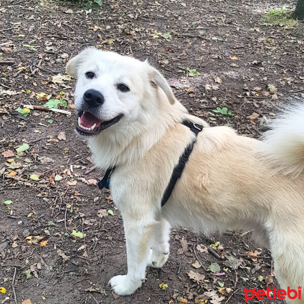 Sokö (Sokak Köpeği), Köpek  Badi fotoğrafı