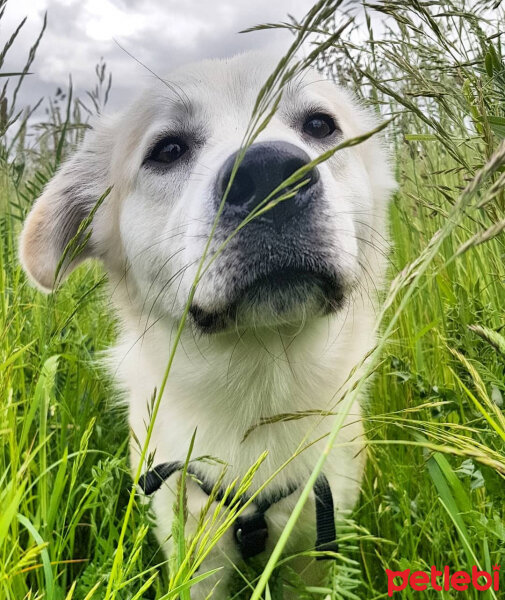 Sokö (Sokak Köpeği), Köpek  Badi fotoğrafı