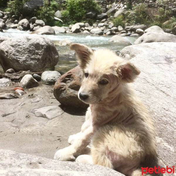 Sokö (Sokak Köpeği), Köpek  Badi fotoğrafı