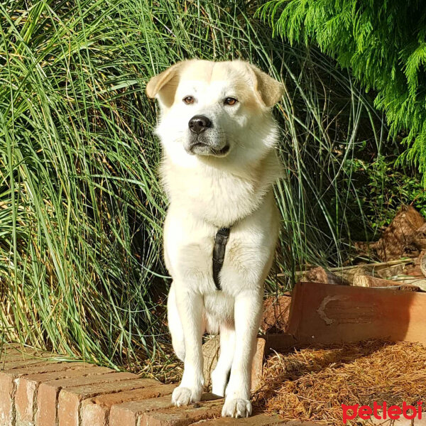 Sokö (Sokak Köpeği), Köpek  Badi fotoğrafı