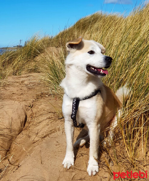 Sokö (Sokak Köpeği), Köpek  Badi fotoğrafı