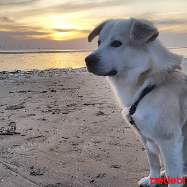 Sokö (Sokak Köpeği), Köpek  Badi fotoğrafı