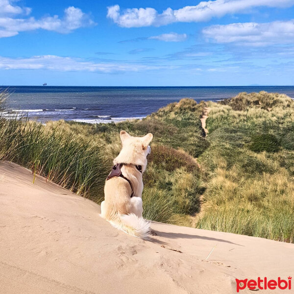 Sokö (Sokak Köpeği), Köpek  Badi fotoğrafı