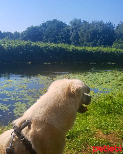 Sokö (Sokak Köpeği), Köpek  Badi fotoğrafı