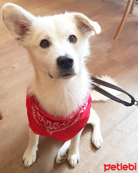 Sokö (Sokak Köpeği), Köpek  Badi fotoğrafı