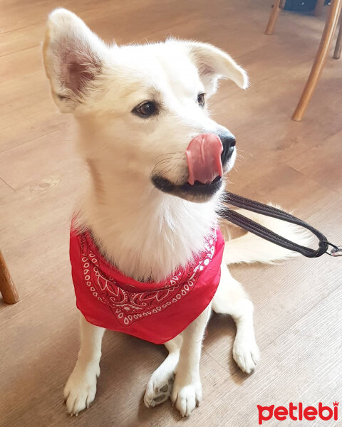 Sokö (Sokak Köpeği), Köpek  Badi fotoğrafı