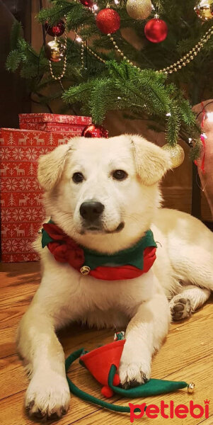 Sokö (Sokak Köpeği), Köpek  Badi fotoğrafı