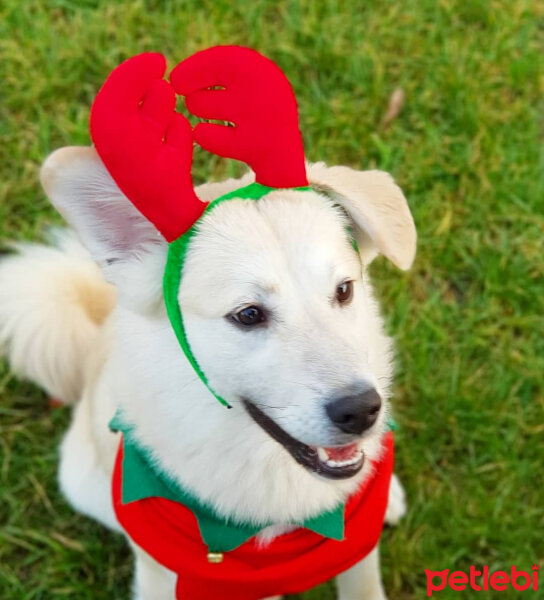 Sokö (Sokak Köpeği), Köpek  Badi fotoğrafı