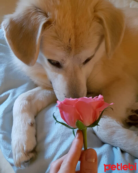 Sokö (Sokak Köpeği), Köpek  Badi fotoğrafı