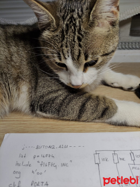 Tekir Kedi, Kedi  Koki fotoğrafı