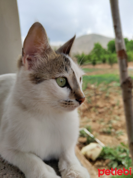 Tekir Kedi, Kedi  Angeli fotoğrafı