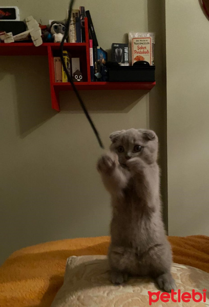 Scottish Fold, Kedi  sütlaç fotoğrafı