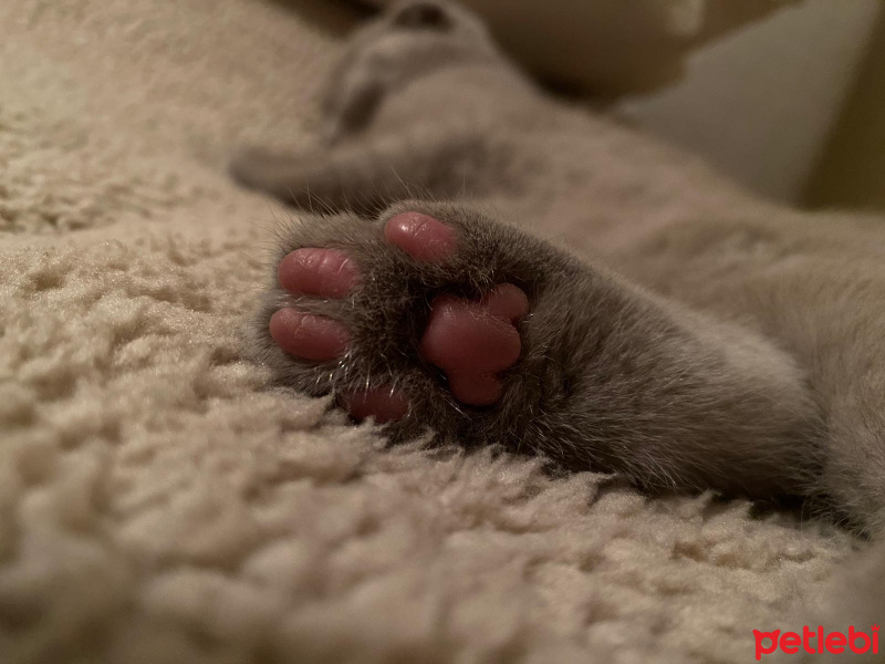 Scottish Fold, Kedi  sütlaç fotoğrafı