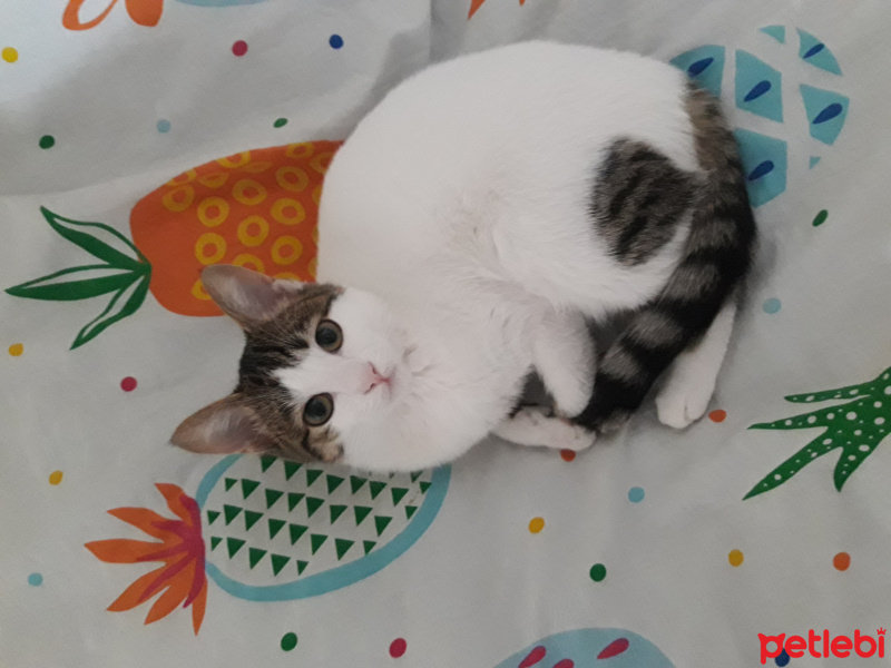 Tekir Kedi, Kedi  Misha fotoğrafı