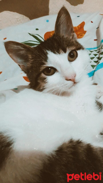 Tekir Kedi, Kedi  Misha fotoğrafı
