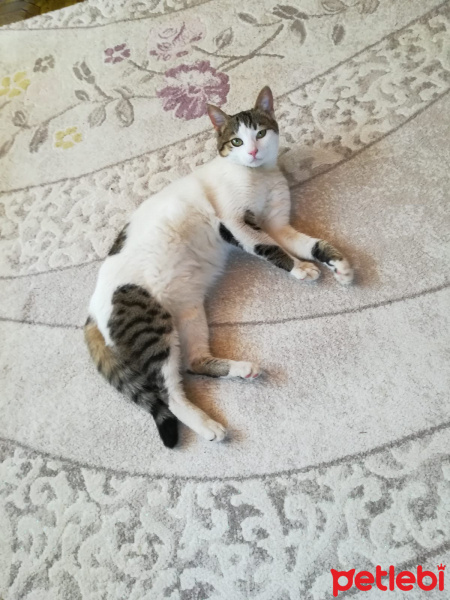 Tekir Kedi, Kedi  Misha fotoğrafı
