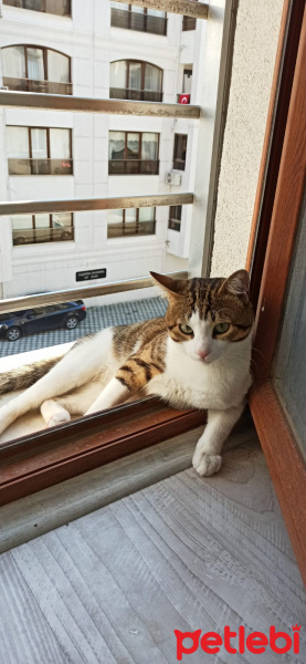 Tekir Kedi, Kedi  Pisican fotoğrafı