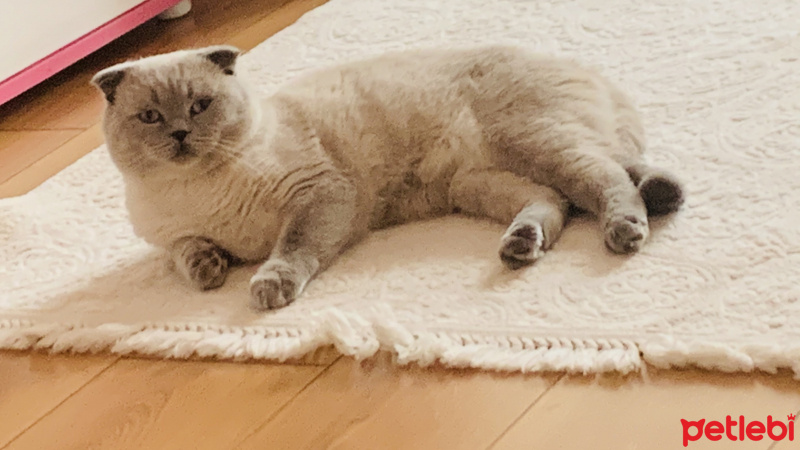 Scottish Fold, Kedi  Crystal fotoğrafı