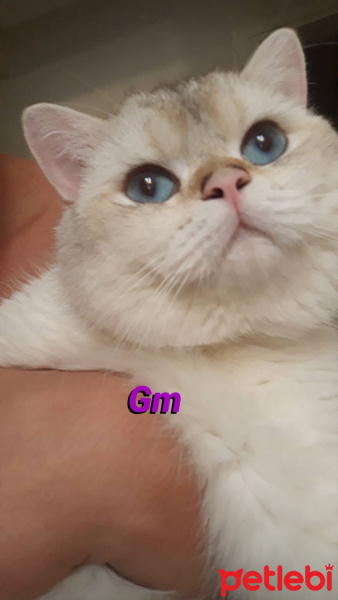 British Shorthair, Kedi  Taner fotoğrafı