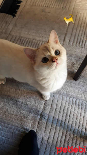 British Shorthair, Kedi  Taner fotoğrafı
