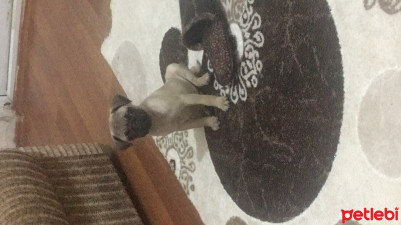 Pug, Köpek  Zilli fotoğrafı