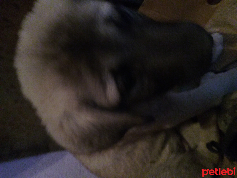 Kangal, Köpek  Duman fotoğrafı