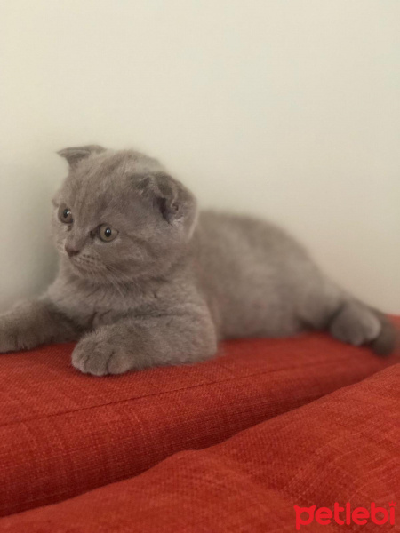 Scottish Fold, Kedi  Cindy fotoğrafı