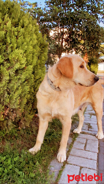 Golden Retriever, Köpek  Lessi fotoğrafı