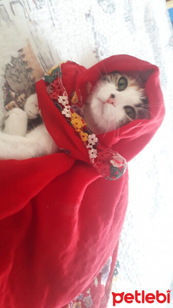 Tekir Kedi, Kedi  Mila fotoğrafı