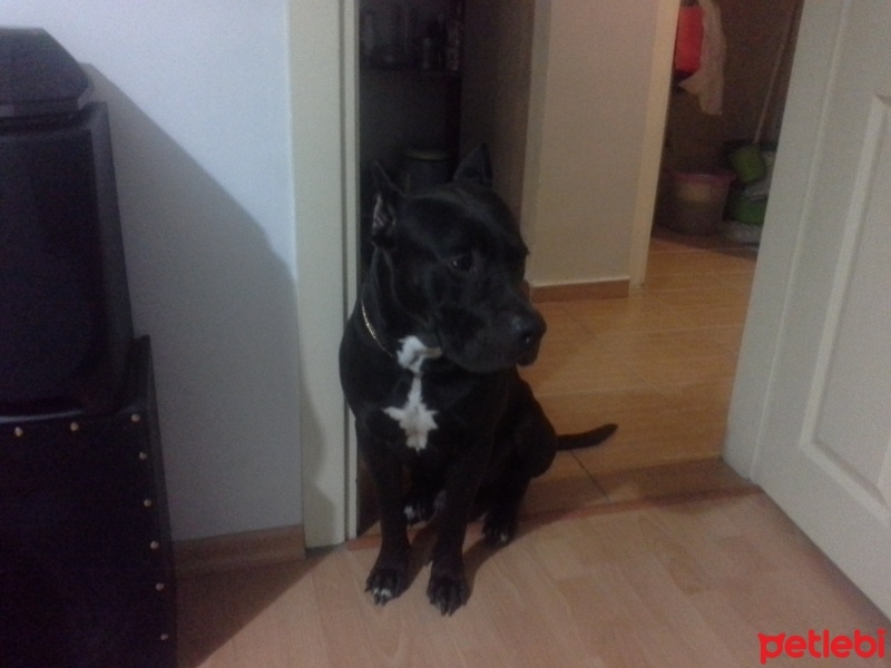 Presa Canario, Köpek  Alex fotoğrafı