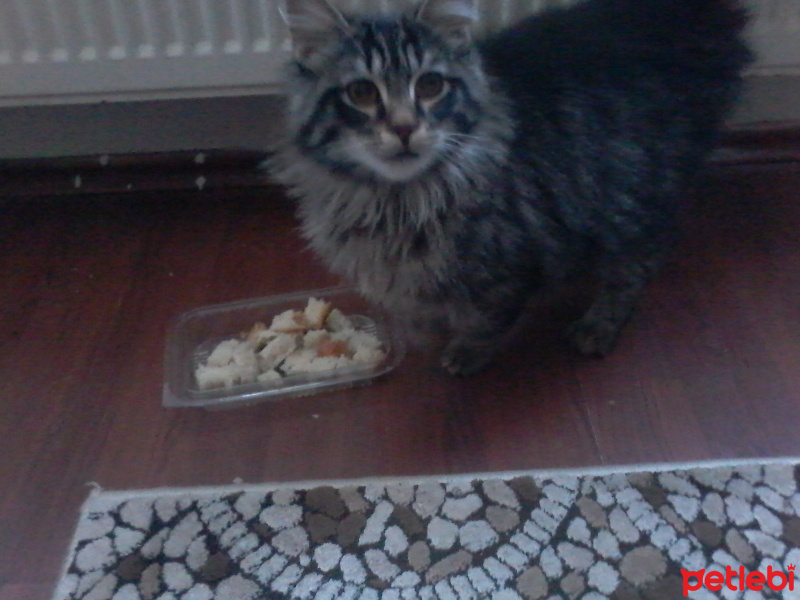 Tekir Kedi, Kedi  zeytin fotoğrafı