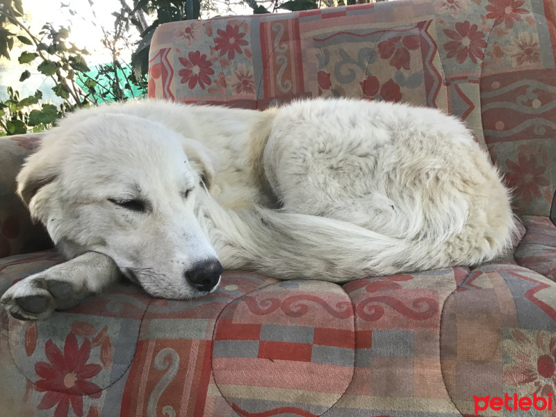 Labrador Retriever, Köpek  Bulut fotoğrafı