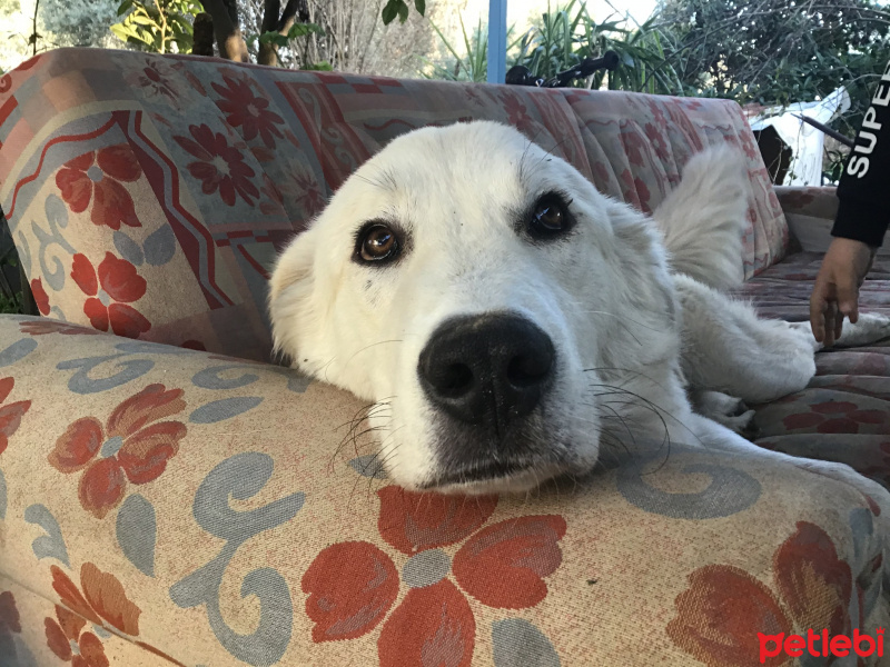 Labrador Retriever, Köpek  Bulut fotoğrafı