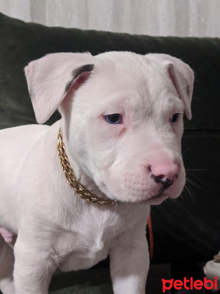 Dogo Arjantin, Köpek  Baron fotoğrafı