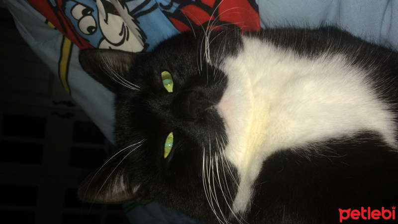 Tekir Kedi, Kedi  Zeytin fotoğrafı