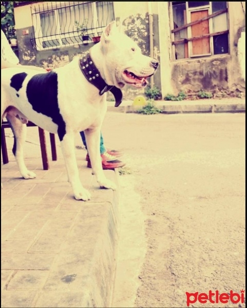 Dogo Arjantin, Köpek  Kral fotoğrafı