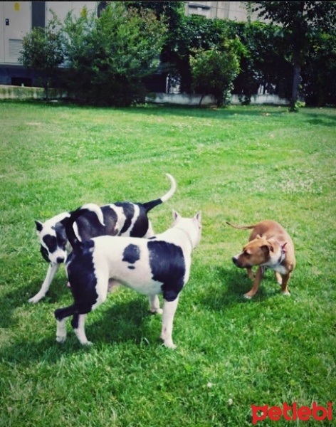 Dogo Arjantin, Köpek  Kral fotoğrafı