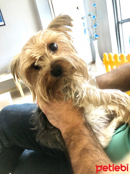 Yorkshire Terrier, Köpek  Şira fotoğrafı