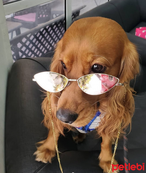 Amerikan Cocker Spaniel, Köpek  Papi fotoğrafı