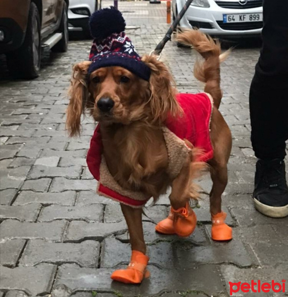 Amerikan Cocker Spaniel, Köpek  Papi fotoğrafı