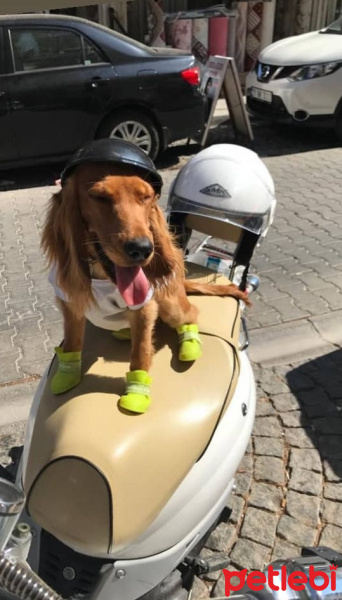 Amerikan Cocker Spaniel, Köpek  Papi fotoğrafı
