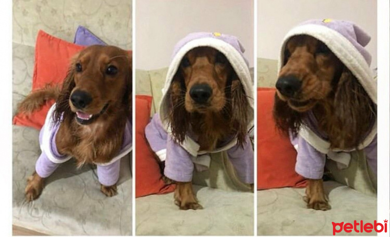 Amerikan Cocker Spaniel, Köpek  Papi fotoğrafı