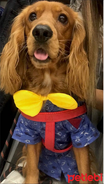 Amerikan Cocker Spaniel, Köpek  Papi fotoğrafı