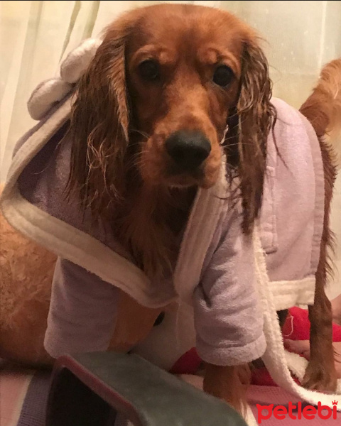 Amerikan Cocker Spaniel, Köpek  Papi fotoğrafı