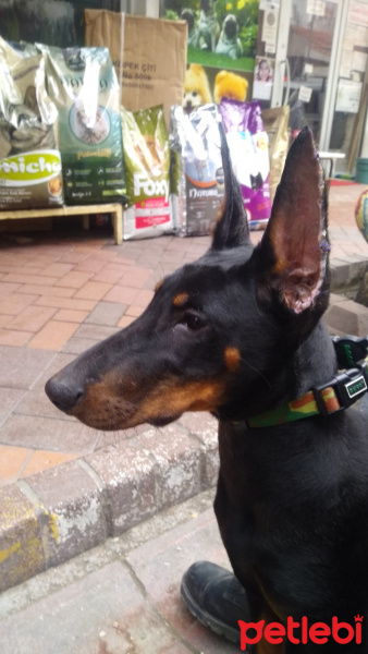 Doberman Pinscher, Köpek  Venüs fotoğrafı