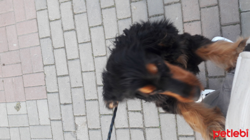 İngiliz Cocker Spaniel, Köpek  Meya fotoğrafı
