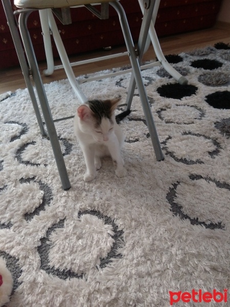 Tekir Kedi, Kedi  Mia fotoğrafı