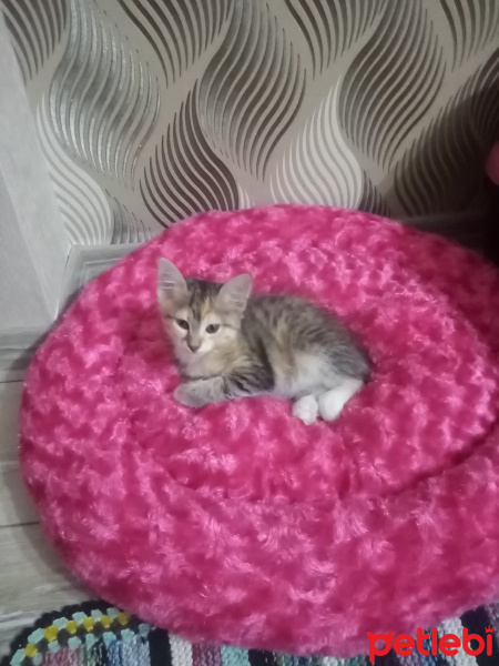 Tekir Kedi, Kedi  Muezza fotoğrafı