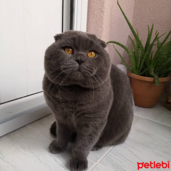 Scottish Fold, Kedi  Gölge fotoğrafı