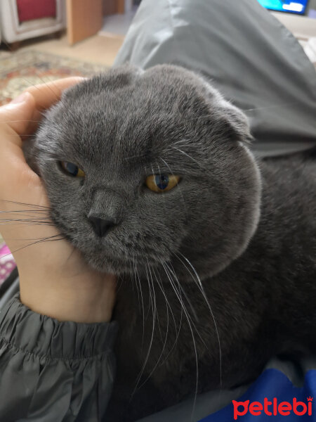 Scottish Fold, Kedi  Gölge fotoğrafı